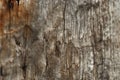 Wood texture of an old tree trunk.