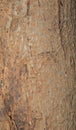 Wood Texture Pattern Tree Trunk