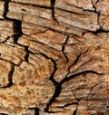 oak wood texture