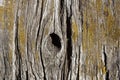 Wood texture pine old boards grunge background