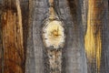 wood texture pine old boards grunge background the knot is large Royalty Free Stock Photo