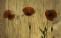 Wood texture with poppies