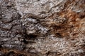 Wood texture a rotten stump