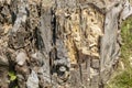 Wood texture of rotten tree trunk, close-up, texture, background Royalty Free Stock Photo