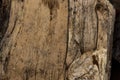 Wood texture of rotten tree trunk, close-up, texture, background Royalty Free Stock Photo
