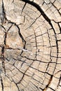 Wood texture of a rough old round felled tree with cracks and annual rings. Vertical background from sawed a trunk, a cut of the