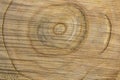 Wood texture of saw cut fruit tree close-up, top view, place for text Royalty Free Stock Photo