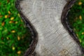 Wood texture and shape on the green grass