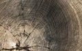 Wood texture stump background