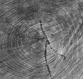 Wood texture stump background