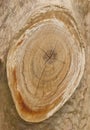 Wood texture of cutted tree trunk Royalty Free Stock Photo