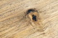 Wood Texture Surface of Teak Wood Nutwood Background