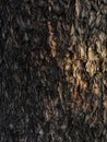 Wood texture of tree bark