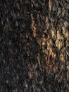 Wood texture of tree bark Royalty Free Stock Photo