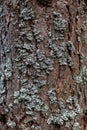 Wood texture tree bark texture Royalty Free Stock Photo