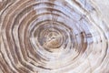 Wood texture with tree rings growth rings