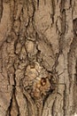 Tree bark, texture and background for your design