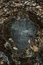 Wood texture of wavy ring pattern from a slice of tree. Grayscale Tined wooden stump