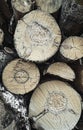 Wood texture of wavy ring pattern from a slice of tree. Wooden stump.Aspen. Birch. Coniferous