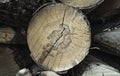 Wood texture of wavy ring pattern from a slice of tree. Wooden stump.Aspen. Birch. Coniferous