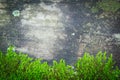 Wood texture, with weathered look, old and green moss. Royalty Free Stock Photo
