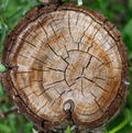 Wood texture or wood background. Old brown wood cut texture. Cut tree on a green background closeup. Detailed texture of a cracked Royalty Free Stock Photo