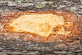 wood texture. Royalty Free Stock Photo