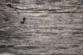 Wood texture. Wooden background. A small knob lies on a wooden board. In the woods. Warm tinting.