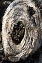 Wood Texture, Wooden Grain macro Background