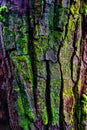 Wood textured with green moss Royalty Free Stock Photo