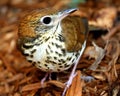 Wood Thrush