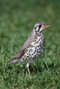 Wood Thrush Bird