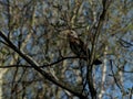 Wood thrush bird sitting on a branch Royalty Free Stock Photo