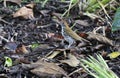 Wood Thrush Hylocichla mustelina Royalty Free Stock Photo