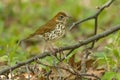 Wood Thrush - Hylocichla mustelina Royalty Free Stock Photo