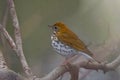 Wood Thrush, Hylocichla mustelina, perched in a tree Royalty Free Stock Photo