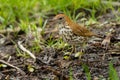 Wood Thrush - Hylocichla mustelina Royalty Free Stock Photo