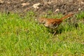 A Brown Thrasher looks for food