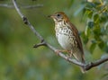 Wood Thrush perch in the old San Juan Royalty Free Stock Photo