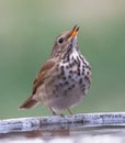 Wood Thrush