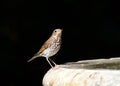 Wood thrush perched on side of a bird bath