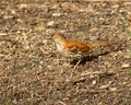 A Brown Thrasher stands on barren ground Royalty Free Stock Photo