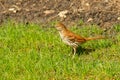 A Brown Thrasher stands looking for food