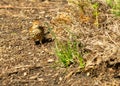 A Brown Thrasher walks around a dying bush