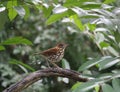 A wood thrush wintering in the Maya Biosphere Reserve