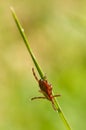 Wood tick on blade of grass in Northeastern Wisconsin