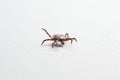 Wood tick, Ixodes ricinus, specimen - angled side view, isolated on white Royalty Free Stock Photo