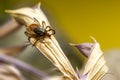 The castor bean tick (Ixodes ricinus)