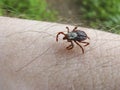 Wood tick Royalty Free Stock Photo