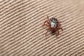 Wood Tick Moving Across Fabric Texture Royalty Free Stock Photo
